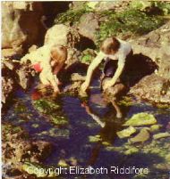 Investigating rock pools at North Haven.